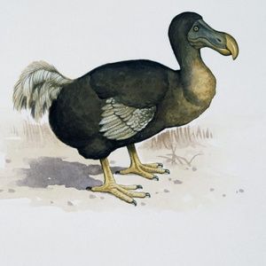 Meet your Posher, Dodogirl